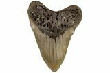 Huge, Fossil Megalodon Tooth - North Carolina #199710-2